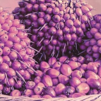 El aceite de batana para el crecimiento: los 10 mejores consejos