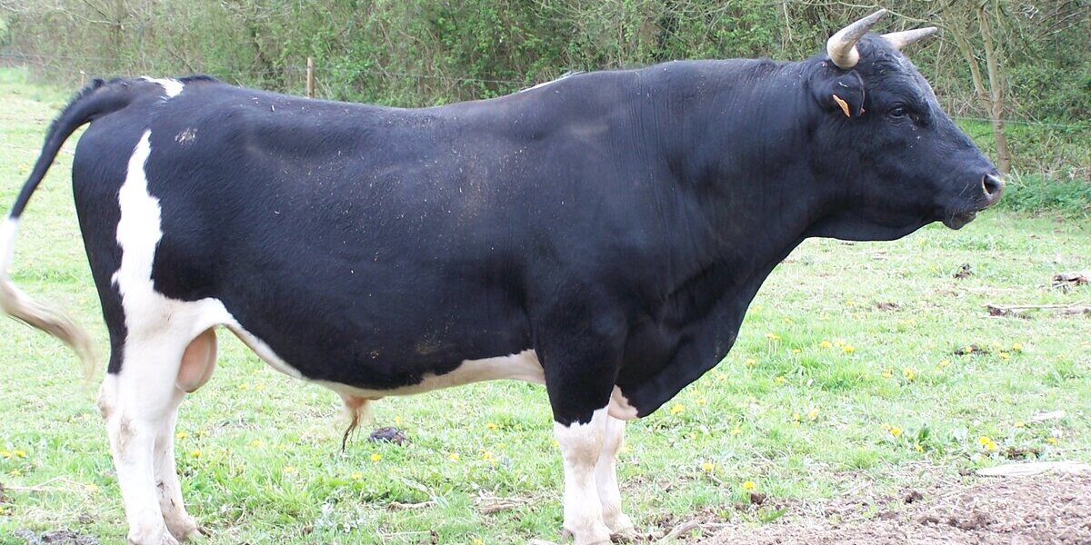 Esperma de toro: ¿el nuevo tratamiento de choque para el cabello?
